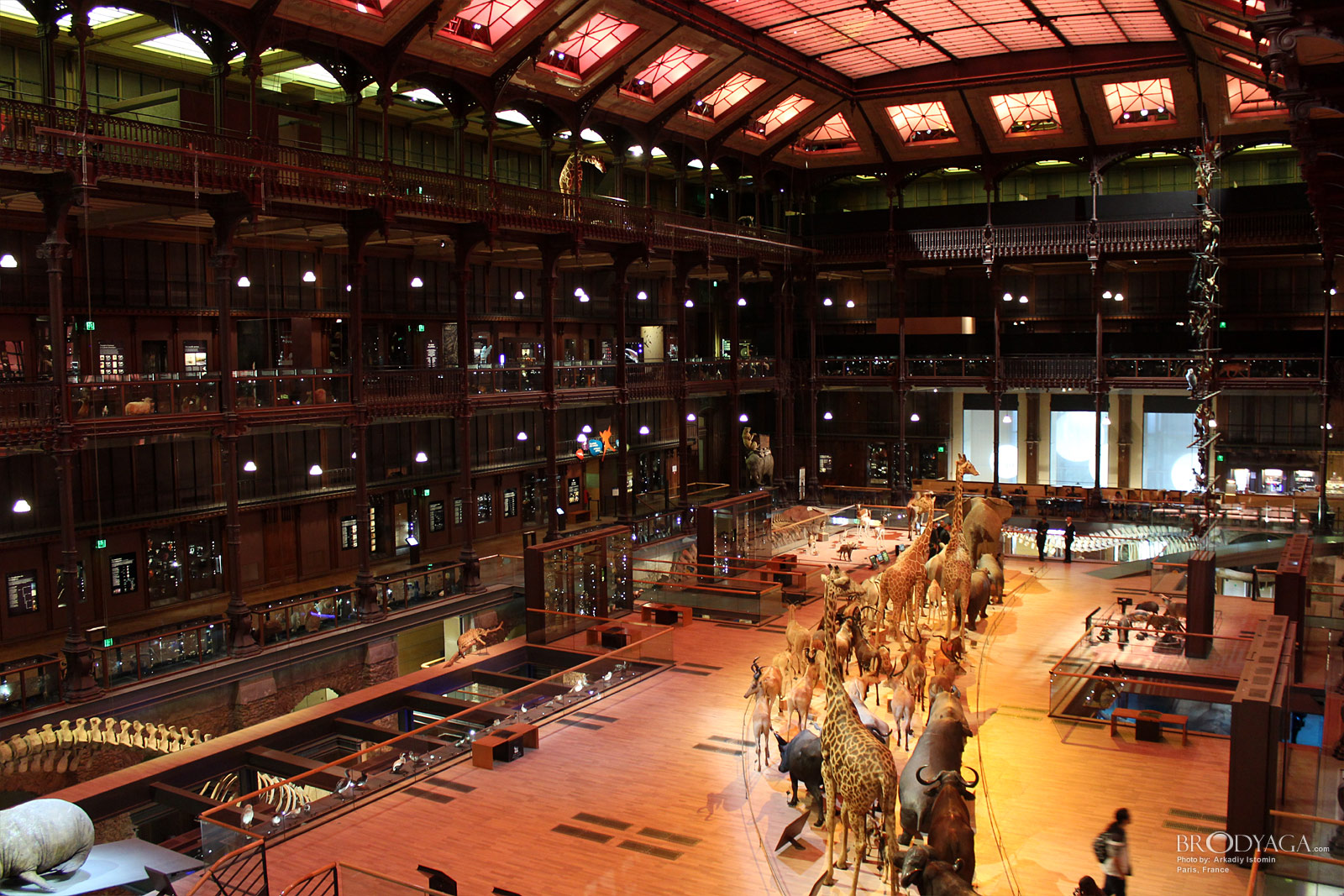 Galerie d'Entomologie